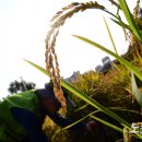 대야농협RPC 이미지