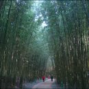 [한국의 아름다운 숲 40] 울산 중구 태화강 십리대숲 이미지