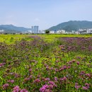 대저생태공원 이미지