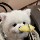 [부산/광안리애견동반식당]금각도 광안점(현 돈베기) 내돈내산후기!