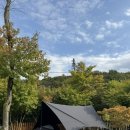 가족나무 | [성남/캠핑장]청계산밸리가족캠핑장 후기|단풍나무존|명당 추천|글램핑