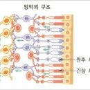 (자외선을 통한 미래훔치기고발) 방송용 무궁화호를 통한 안구미래도시청 이미지