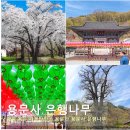 대경전설 | 경기도 양평 용문 가볼만한곳 용문산 용문사 은행나무 주차
