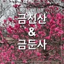 주)낙안온천 | 24.02.24 금둔사 홍매화 개화 상태 &amp; 금전산 (with 승우여행사)