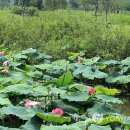 다도예절+꽃차 만들기 이미지