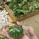 드림슈퍼마켓 | (25.12.16) 신혼여행 1일 모리셔스 ㅣ슈퍼마켓ㅣ드림프라이스ㅣ디나로빈ㅣ파라디스ㅣ비치콤버ㅣ제스트ㅣ...