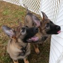 백두축산 이미지