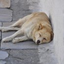 아이봄 동물병원 이미지