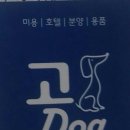 고Dog