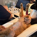 르엘동물의료센터 | 반려인이라면 필수로 알아둬야 할 창원24시간동물병원 &#39;르엘동물의료센터&#39;