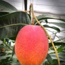 해남진도식당 이미지