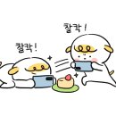 카페샐