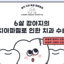 만호초등학교 | 광주 강아지 치과: 6살 푸들 어금니가 깨졌어요! 치아 파절 안전한 치료 후기