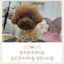 멍멍스타일 이미지