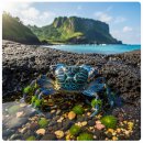 (주)왕성수산 | 제주도 청색 꽃게(톱날꽃게) 출현! 지구 온난화와 해수온 상승이 부른 생태계 교란의 경고