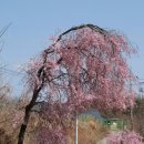 거창환경 | 경상남도 거창군 임불마을(능수벚꽃) 방문 후기