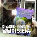 코코펫동물판매장 | 마스코타 댕냥이펫티슈 후기, 고양이물티슈로 쓰다 강아지 산책물티슈까지 추천하게 된 이유