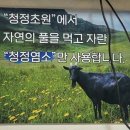 예촌흑염소 이미지