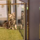 도그마루 강아지 고양이 천안아산점 이미지