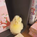 Viva 유도 이미지