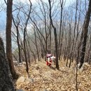 연인산스토리 | 정선 백운산 청노루귀 2026.3.28