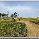 선도수선화 이미지