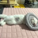 민동물병원 이미지