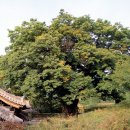 남원 진기리 느티나무 이미지