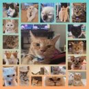 집사의 하루 건대점 이미지