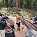 슈나우펫 이미지