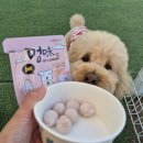 🐶 성남 라드독 애견카페 후기