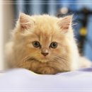 행복한 동물병원 이미지