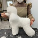 마스터그루밍클럽 | 일산애견미용학원 실습위주라 실력이 빨리 늘었어요!