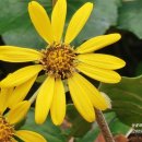 월산상록작은도서관 | [생태탐사] 2025.11.30. 남산둘레길 식물들