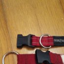 똑독독 | 시크릿똑독독 대형견 목줄 후기