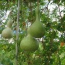 삼락강변공원 이미지