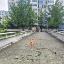 올림픽선수촌아파트(231동) 네이버블로그