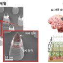 선명구조기술