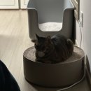 댕 그루밍 이미지