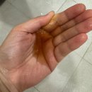 내돈내산 블루셀 맥주효모 탈모샴푸 한 달 사용 후기, 머리카락 빠짐 감소!