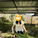 코끼리 환경 | 푸켓여행:: 코끼리체험 친환경 코기리먹이주기체험 내돈내산후기🐘