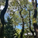 신사-211 | 후쿠오카 10월 여행 후기 2 ㅣ 후쿠오카 한적한...쿠지,후쿠오카 라멘 맛집,아타고신사,오코노미야끼 맛집