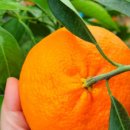 하린농장 이미지