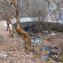 치악산둘레길 9코스 자작나무길 이미지