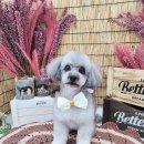 라라그루밍 이미지