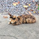 새롬민박 이미지