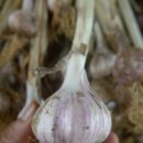 단양유기농원 이미지