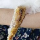 신일산동물병원 이미지