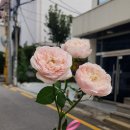 라이크먼데이