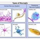 글리아(GLIA)